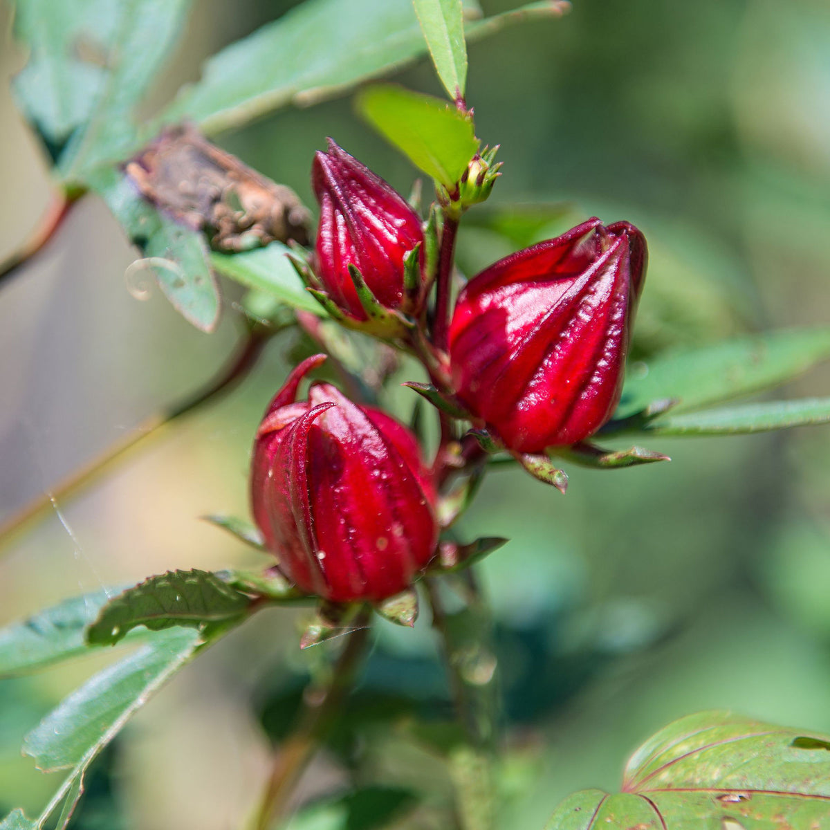 Organic Hibiscus (Hibiscus sabdariffa) - FEY Cosmetics - Hibiscus biologique