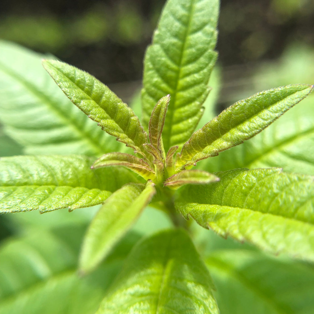 Organic Lemon Verbena Essential Oil - FEY Cosmetics - Huile essentielle de verveine citronnée biologique