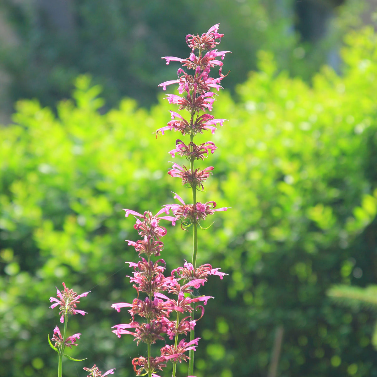 Agastache Mexicana - FEY Cosmetics