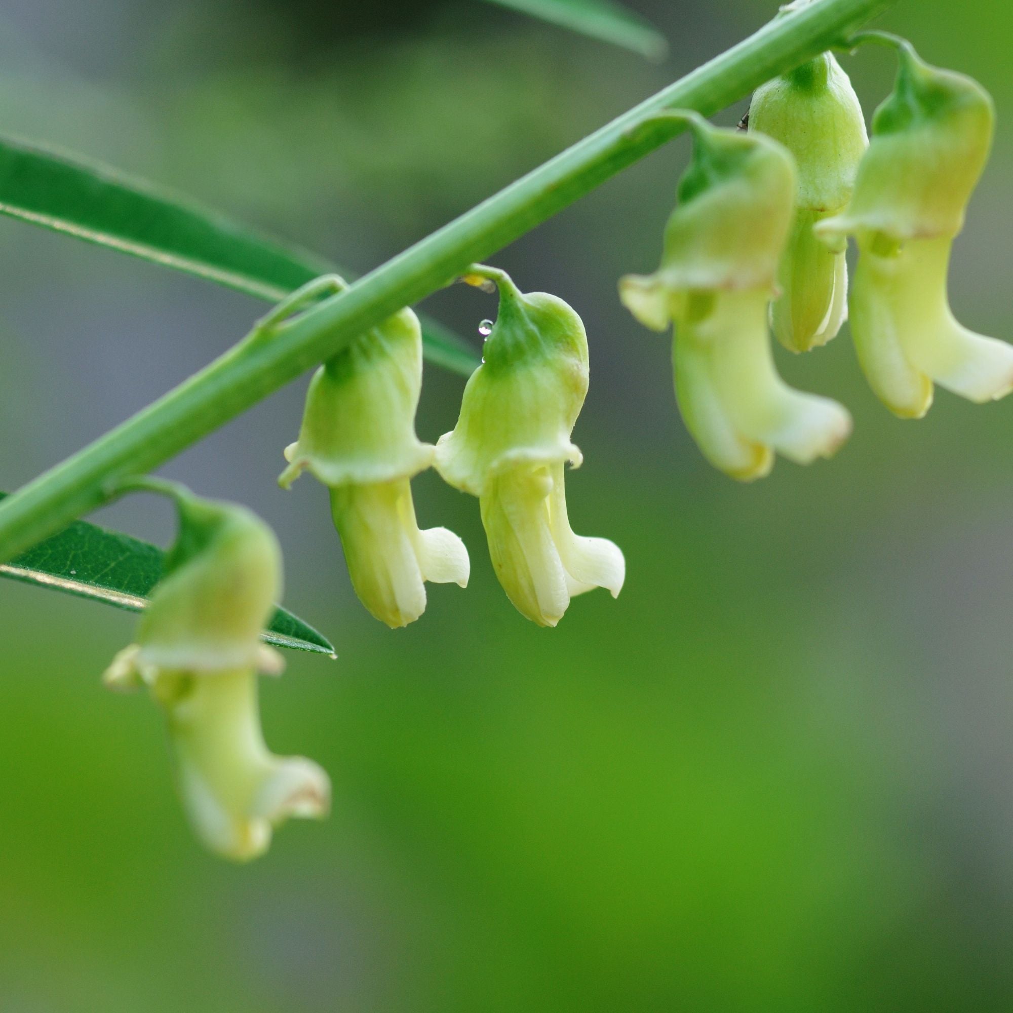 Sophora Japonica - Fleur de Sophora Japonaise - Ingredient FEY Cosmetics