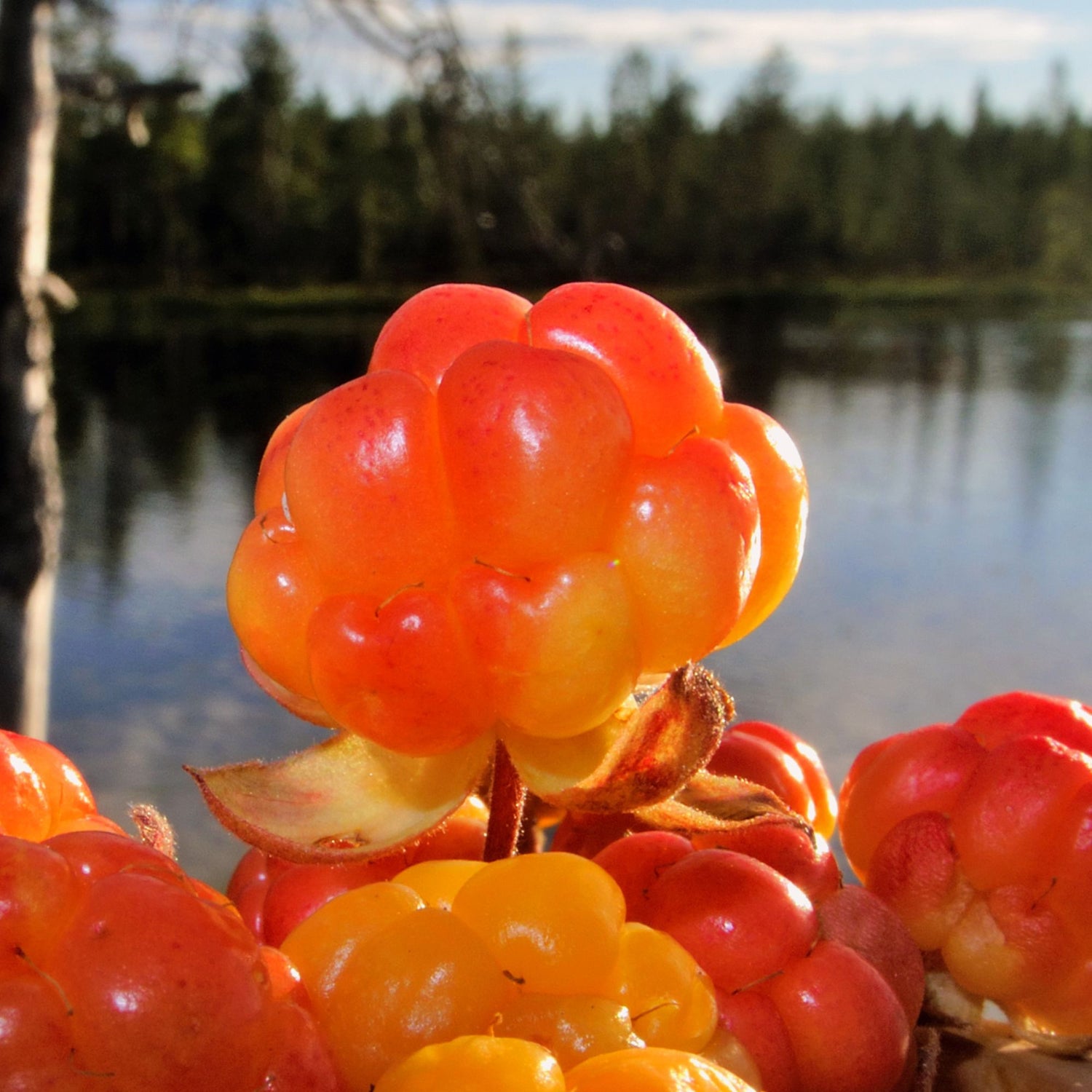 Nordic Cloudberry - Fruit de Chicoutai - Ingredient FEY Cosmetics