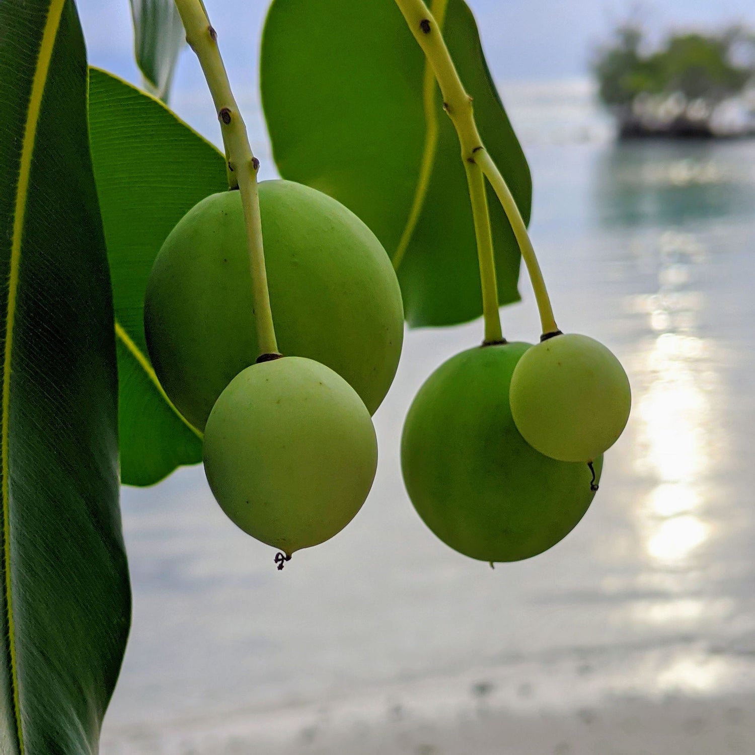 Organic South-Pacific Tamanu - FEY Cosmetics - Tamnu du Pacifique biologique