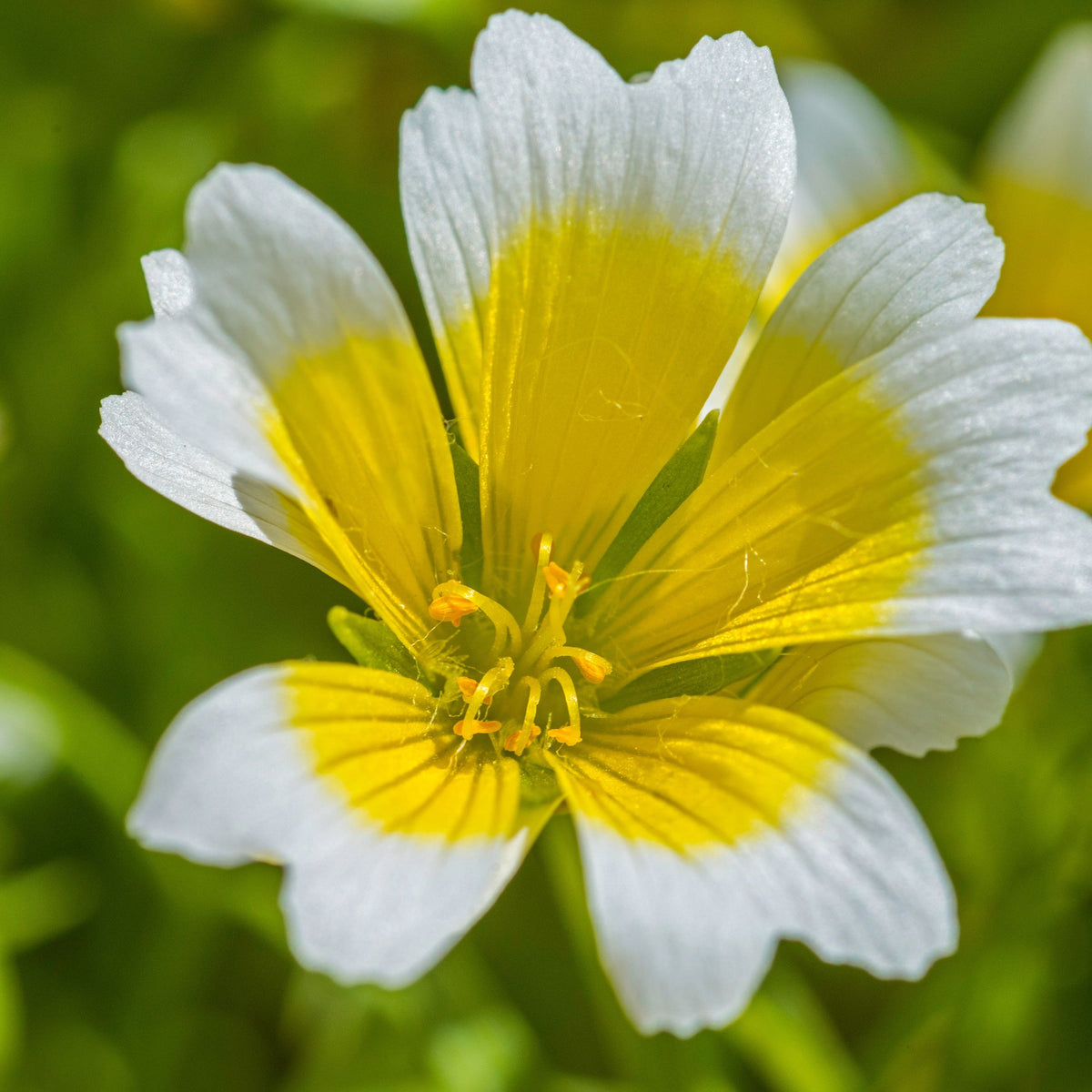 White-Meadowfoam - FEY Cosmetics Ingredients - Limnanthes Alba