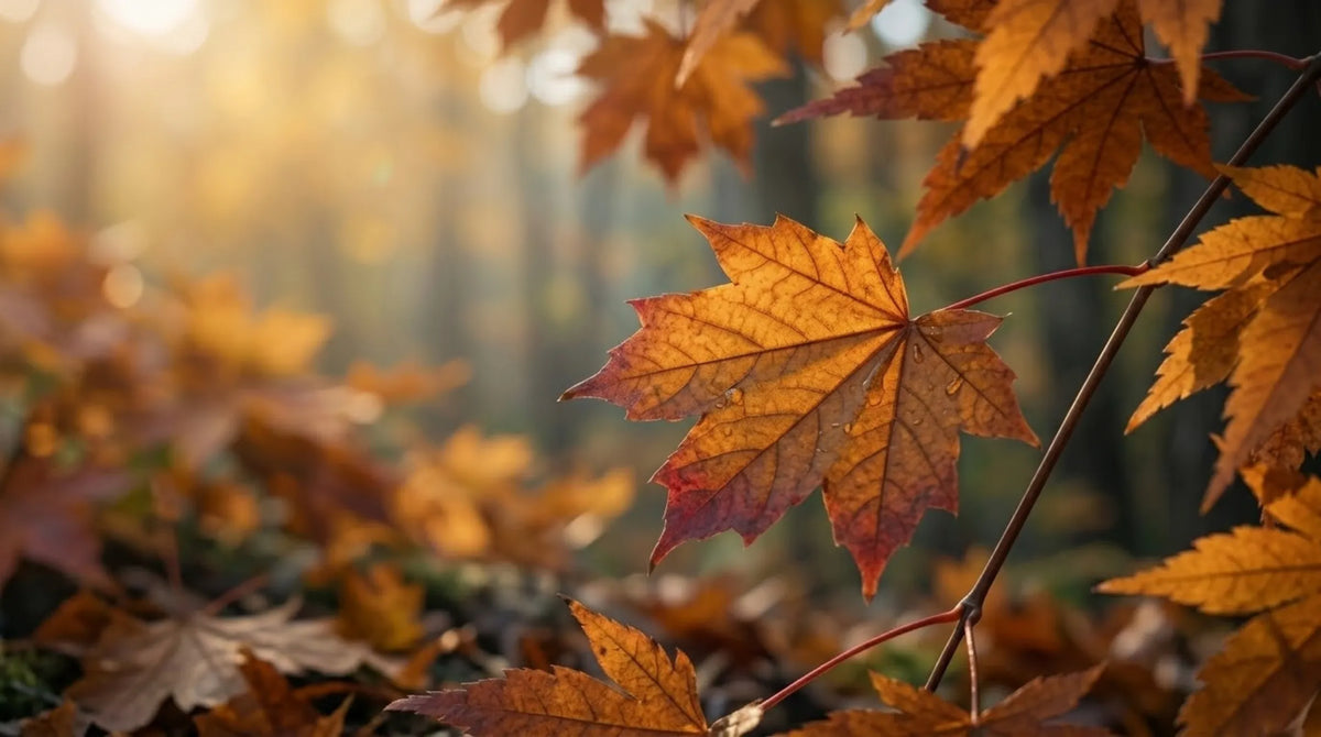 Close-up of golden and orange autumn maple leaves on a branch, with a softly blurred forest background and warm sunlight filtering through the trees - Gros plan sur des feuilles d'érable automnales dorées et orangées accrochées à une branche, avec en arrière-plan une forêt légèrement floue et la lumière chaude du soleil filtrant à travers les arbres.