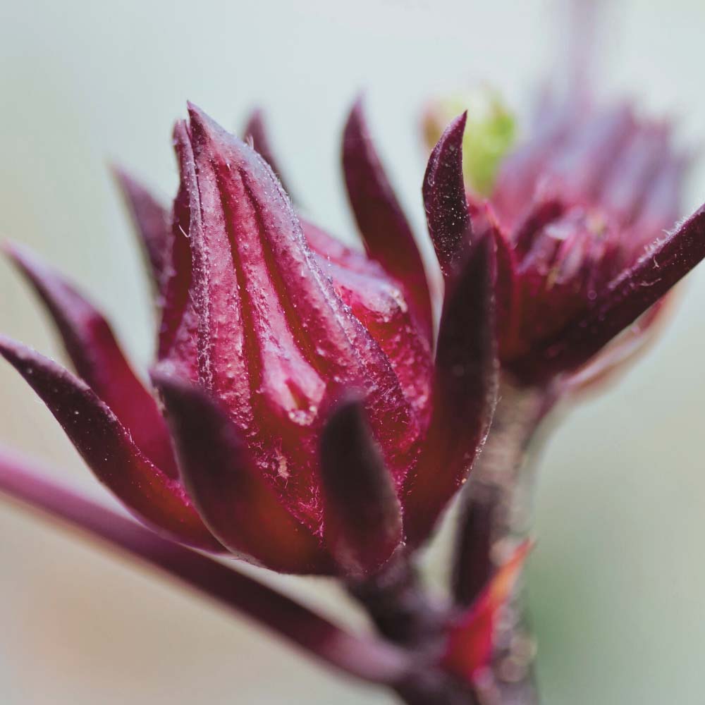 Organic Australian Wild Rosella (Hibiscus) Ingredient | FEY Cosmetics | Ingrédient Rosella (Hibiscus) sauvage d'Australie biologique