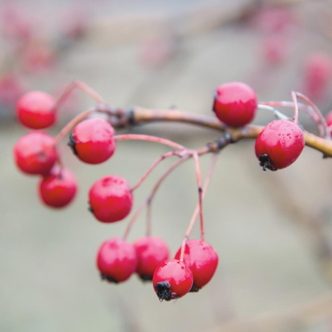 Organic Rose Hip Ingredient | FEY Cosmetics | Ingrédient rose musquée biologique