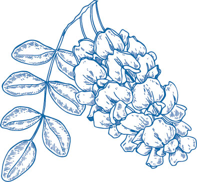 Organic Japanese Sophora Flower Ingredient | FEY Cosmetics | Ingrédient fleur de Sophora du Japon bio